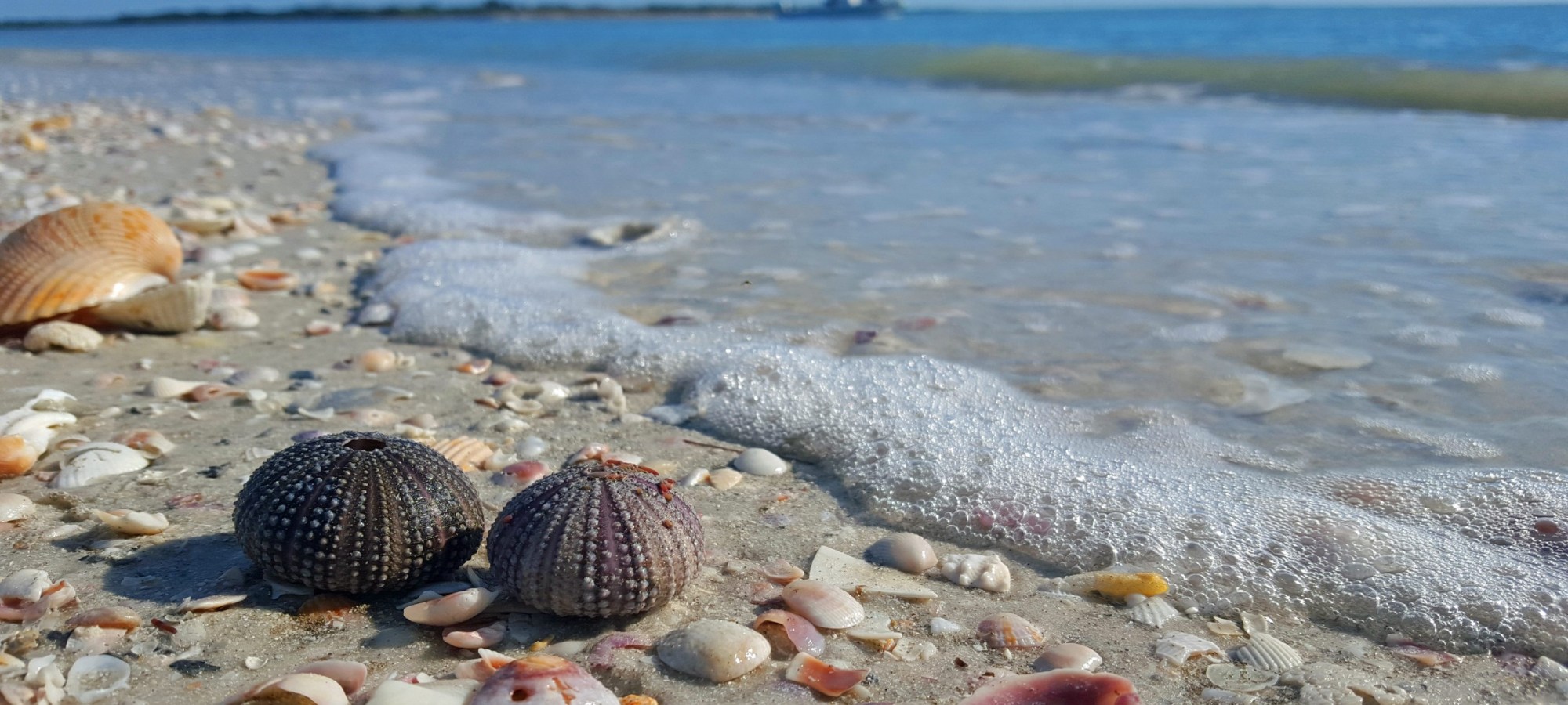 Endodontics St. Petersburg FL, Endodontist